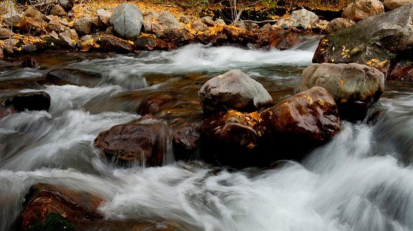 click to free download the wallpaper--beautiful scenery pictures - River in Rapid Flow, Big Yellow Stones in the Middle, a Clear and Moving Scene