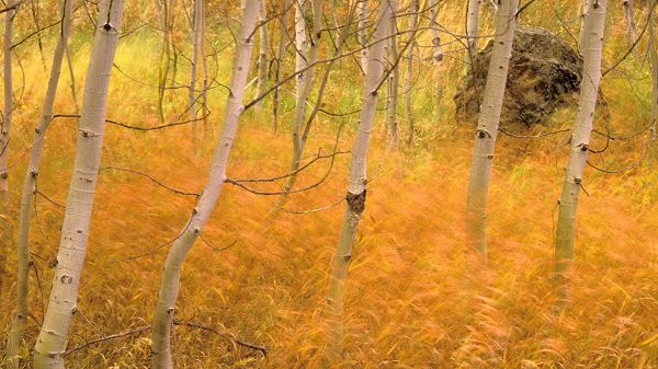 click to free download the wallpaper--free nature photos - Golden Plants Beneath the Tall and Thin Trees, Appreciate the Magic of Nature