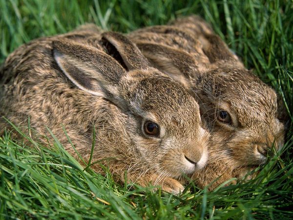 free wallpaper - nimble rabbits in bush ,click to download