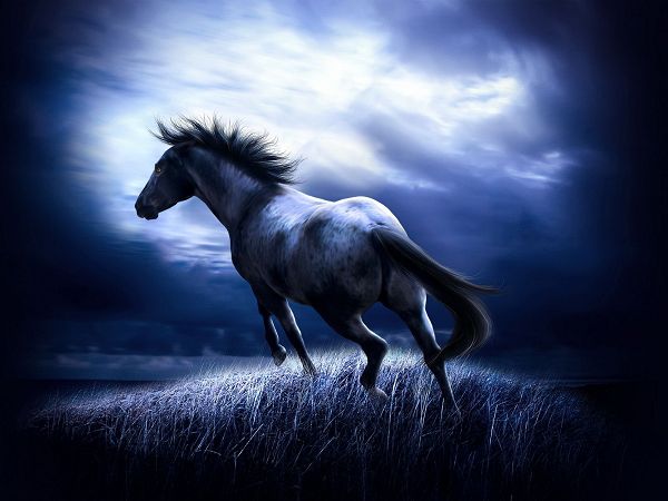 free wallpaper: a dark horse running under the blue skies ,click to download