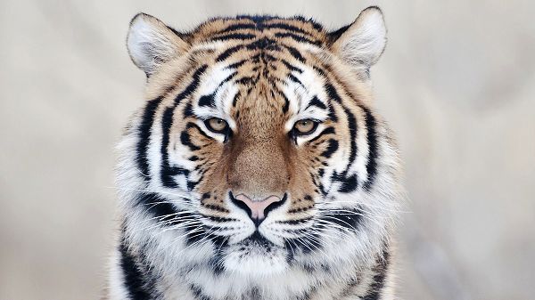free wallpaper of a tiger staring in to the distance
,click to download