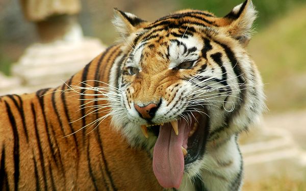 free wallpaper of animal: a fierce tiger with the tongue lolling out ,click to download