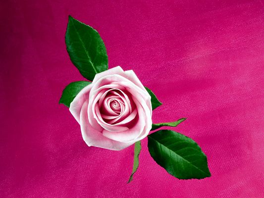 free wallpaper of flowers- a pink rose,click to download