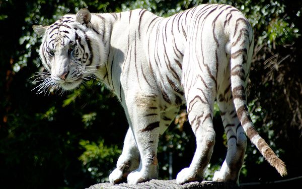 great wallpaperof a white tiger in China ,click to download