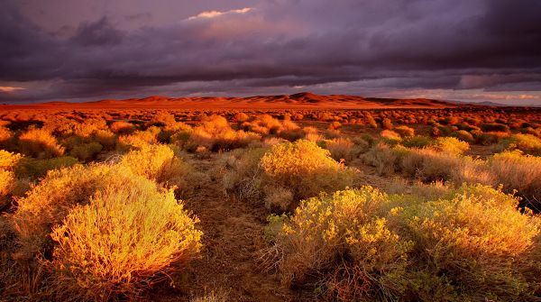 images of natural scenes - The Dark Sky Covering the Natural and Yellow Plants, an Impressive Scene