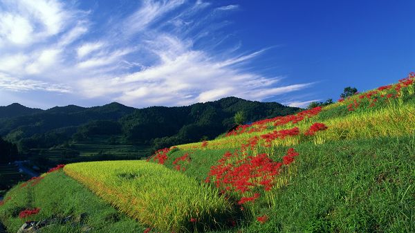 click to free download the wallpaper--images of nature - Red Flowers in Full Bloom, Quite an Attraction Among the Green Plants