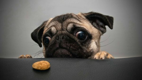 interesting wallpaper of a black greedy pug ,click to download