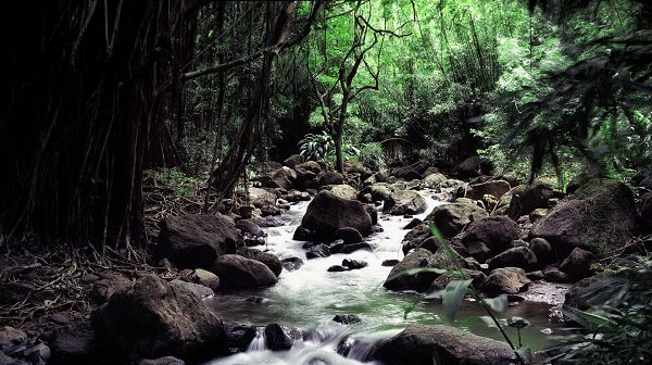 click to free download the wallpaper--landscape image - A Flowing River with Big Black Stones, Green Tall Trees in the Stand