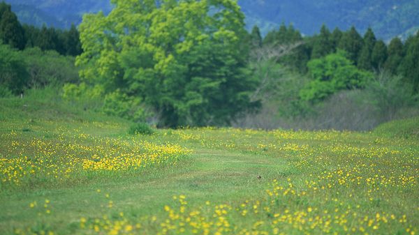 click to free download the wallpaper--landscape photography - Yellow Flowers All Blooming, a Tall Tree in Prosperous Growth