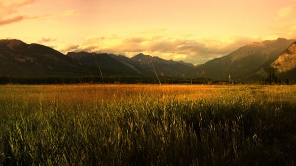 click to free download the wallpaper--landscape picture - The Sky is Golden, Wheats in Prosperous Growth, is Looking Quite Good