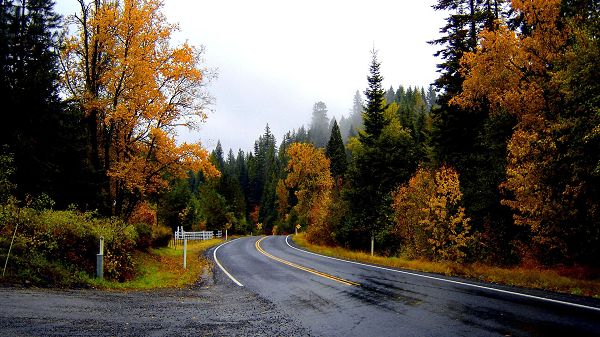 click to free download the wallpaper--landscape picture - The Wet and Black Road, Yellow Leaves Alongside, Combine Quite a Scene