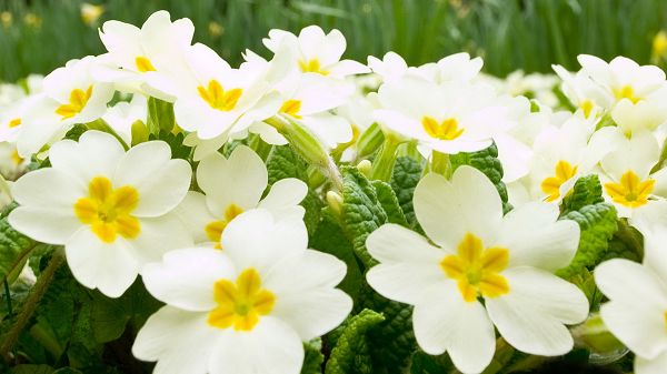 click to free download the wallpaper--landscape picture - White and Smiling Flowers, Yellow Stamen, Smile and Sing With Them! 