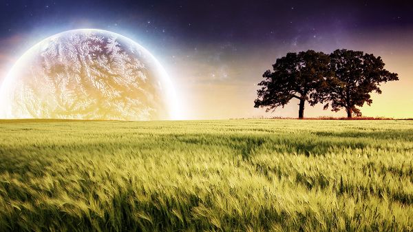 click to free download the wallpaper--natural photos - Black and Tall Trees in the Middle of Wheats, a Lighted Planet