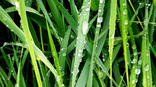 click to free download the wallpaper--natural scene photo - Crystal Clear Waterdrops All Over the Green Plants, a Morning Scene
