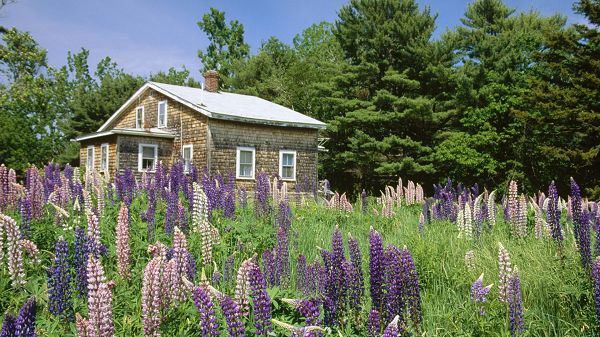 click to free download the wallpaper--natural scene photo - Purple Lavenders and Green Trees, a Stony House in the Middle
