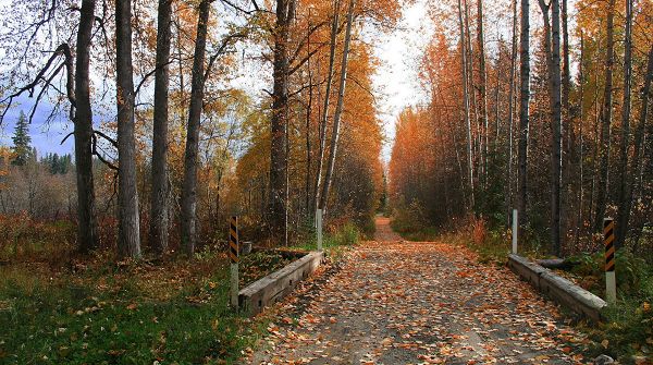 click to free download the wallpaper--natural scene photos - A Narrow Road Full of Fallen Leaves, Incredible Walking Experience