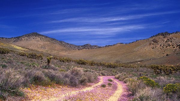 click to free download the wallpaper--natural scene photos - The Bright and Colorful Road, Surrounded by Natural Plants, the Incredible Sky 