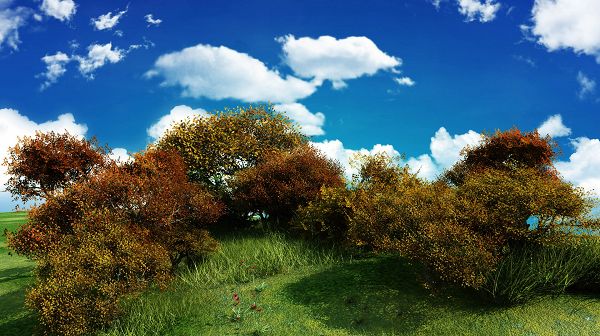 click to free download the wallpaper--natural scenery photos - The Short Yet Prosperous Plants, Red Little Flowers, the Blue Sky