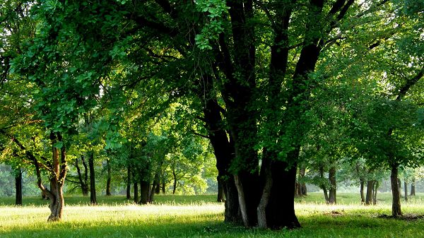 click to free download the wallpaper--nature images - Tall and Green Trees in Prosperous Growth, Short and Green Grass
