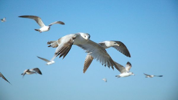 click to free download the wallpaper--nature images - White Birds Flying in the Blue Sky, One is Looking at the Screen, Clever!
