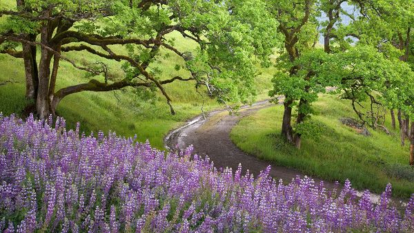 click to free download the wallpaper--nature photos free download - Wet Road, Must Have Rained, Air is Clean, Trees and Flowers Are Fine