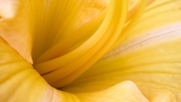 click to free download the wallpaper--pictures of nature scenery - A Yellow Flower in Full Bloom, the Stamen is Shown Clearly, Highly-Detailed