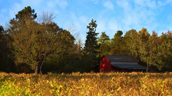 click to free download the wallpaper--sceneries pictures - The Yellow Fallen Leaves Around the Green Plants, a Red House, a Farmer Lives in