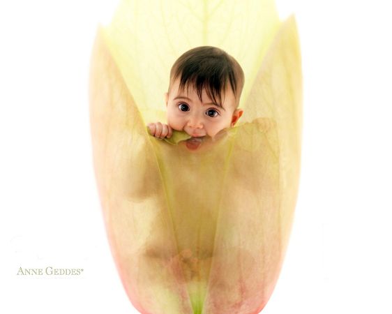 wallpaper of Anne Geddes''s works: a cute babe in flower petals ,click to download