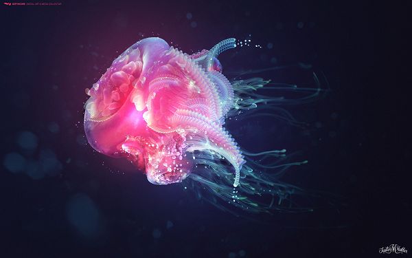 wallpaper of a pink Jellyfish floating in the water ,click to download