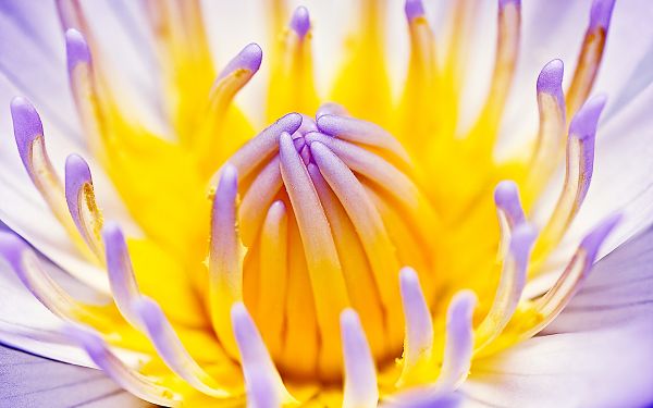 wallpaper of flowers: purple water lily ,click to download