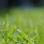 Wallpapers and Backgrounds Download, Web Dew Bokeh, Colorful and Impressive Scene