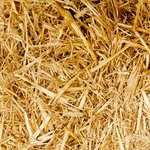 Free Download Natural Scenery Image – Ripe Wheats Turning Yellow, Blown Down by the Wind, Moving in One Direction