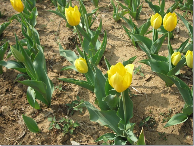 yellow-tulip-in-full-bloom-in-spring_4308