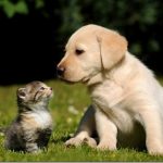 Funny cat and dog!