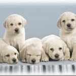 Six cute dogs for you, do y ou love the gift?
