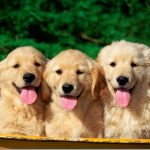 Three cute dogs with golden hair