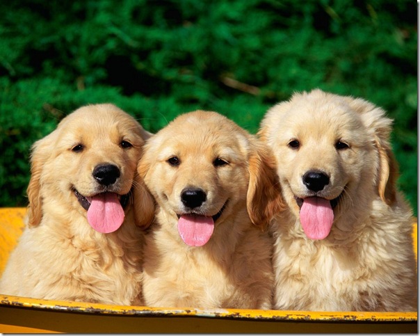 three-golden-dog