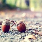 2015 HD Eye Protection Picture Wallpaper(9): macro mode of two chestnuts!