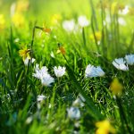 2017 HD Eye Vision Protection Scenery Wallpaper (1)  White Chrysanthemum in grass