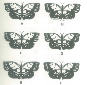 Interesting IQ Test Picture(1):  Find the two butterfly with same shape quickly